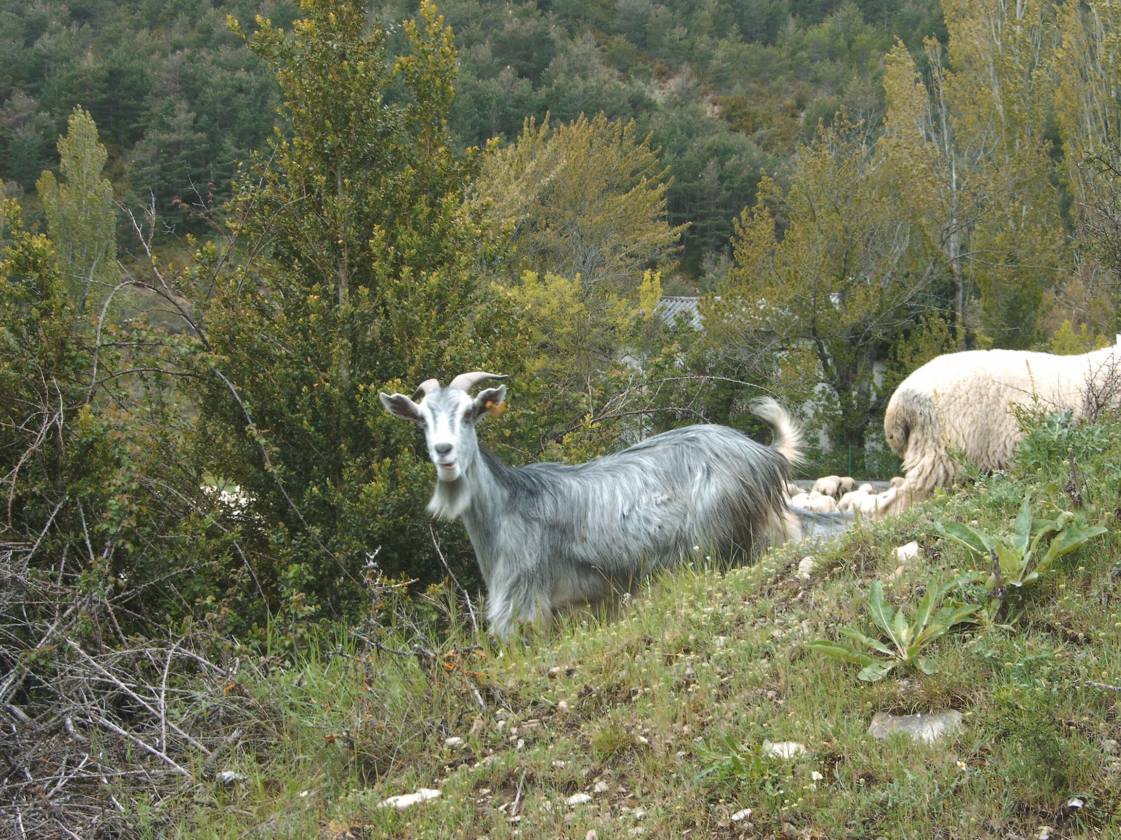 Posando para nosotros y todo...